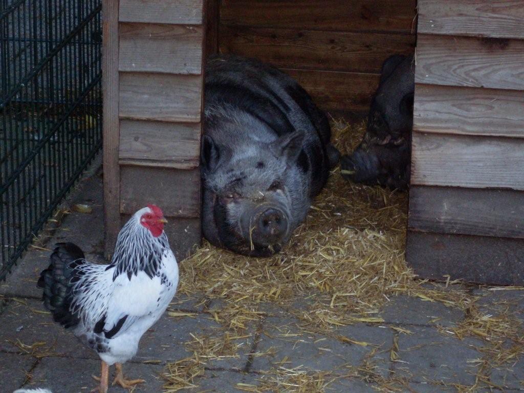 BSO Wandelbos Tilburg